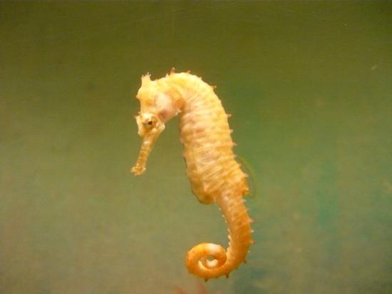 Seahorse World