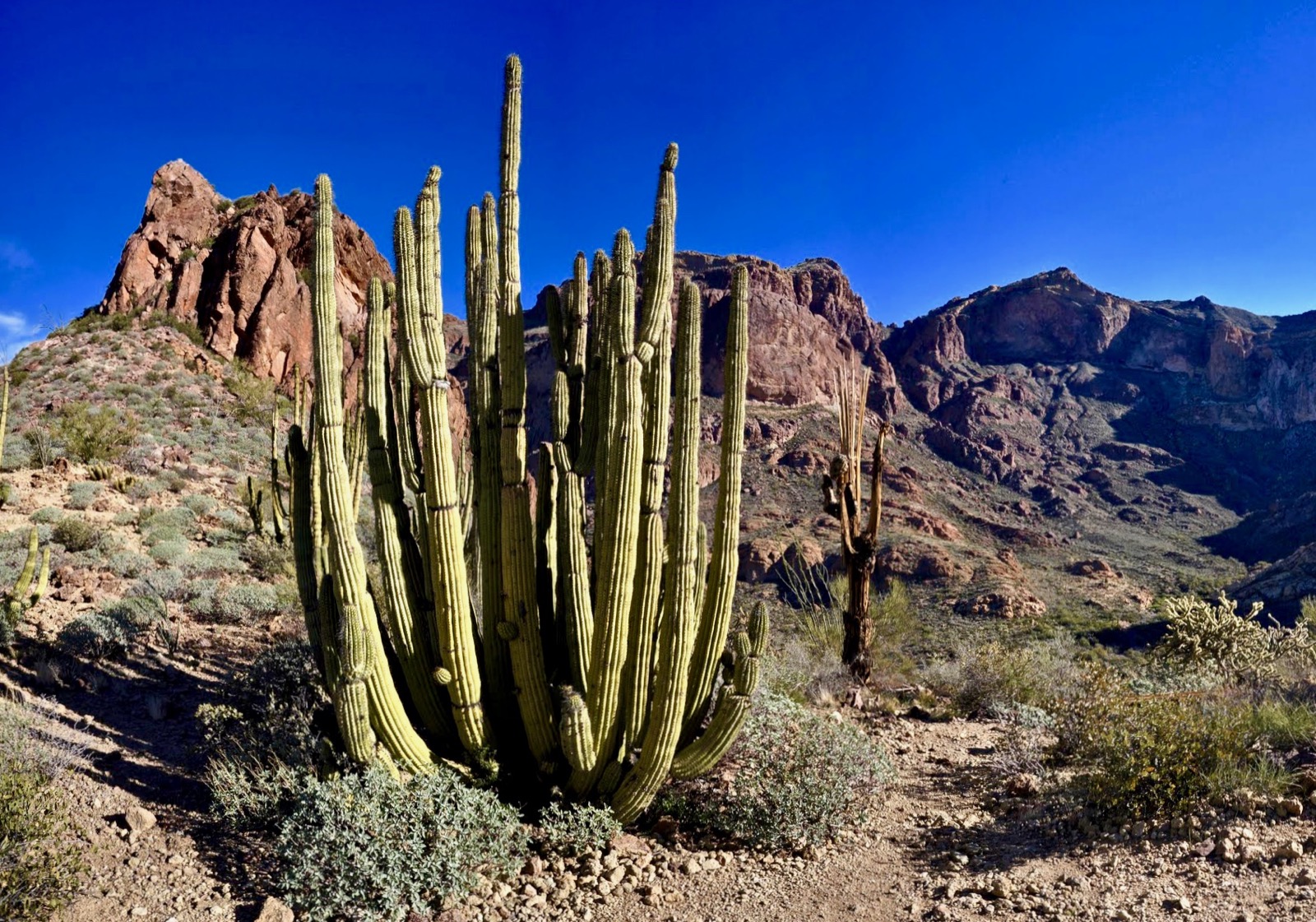 Organ Pipe Cactus National Monument