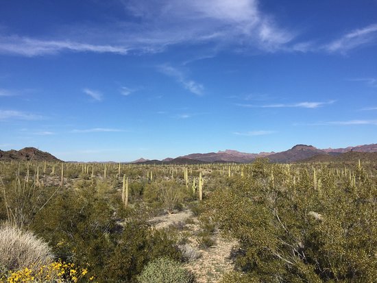 Puerto Blanco Scenic Drive