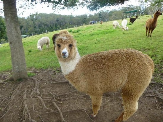 Mountview Alpaca Farm