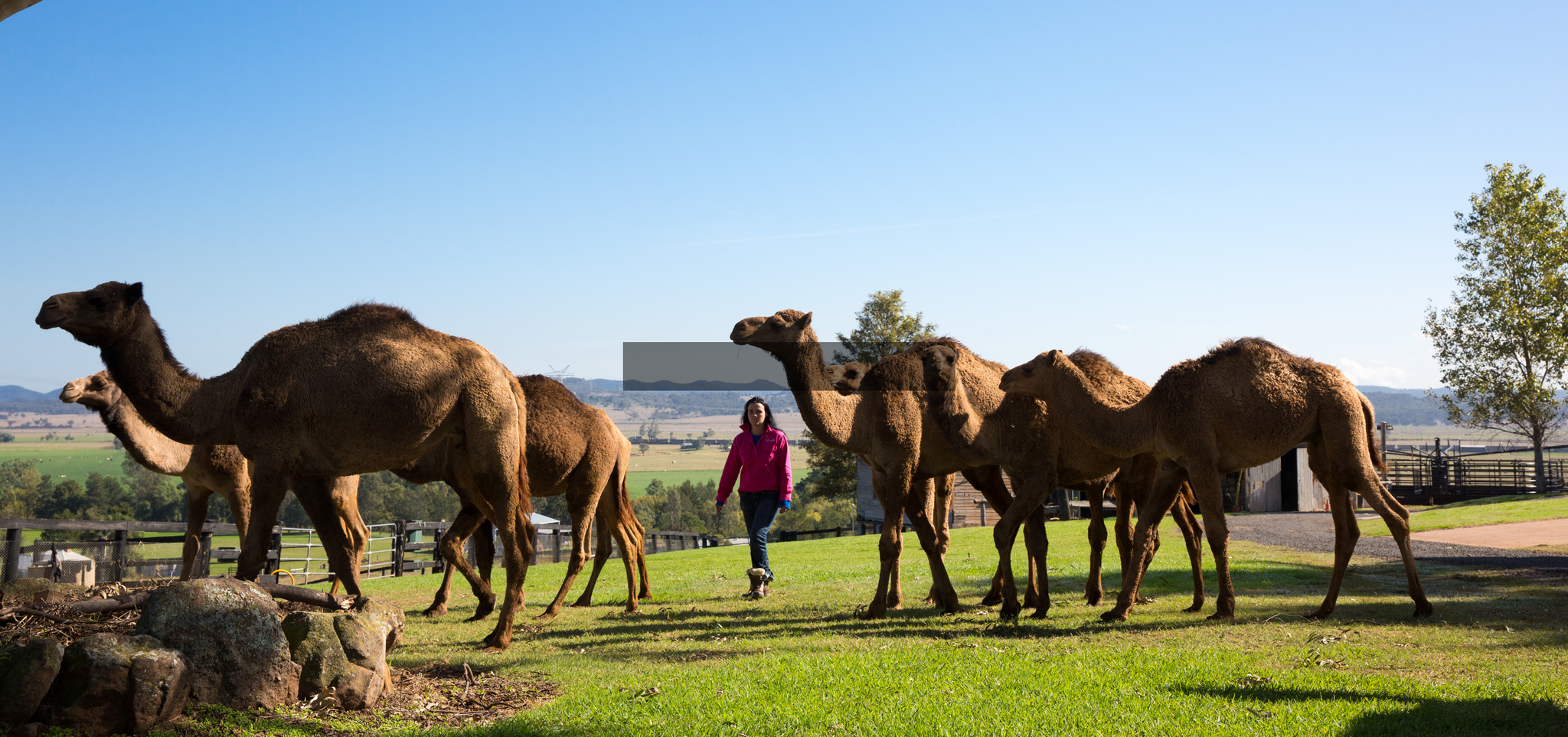 Camel Milk NSW
