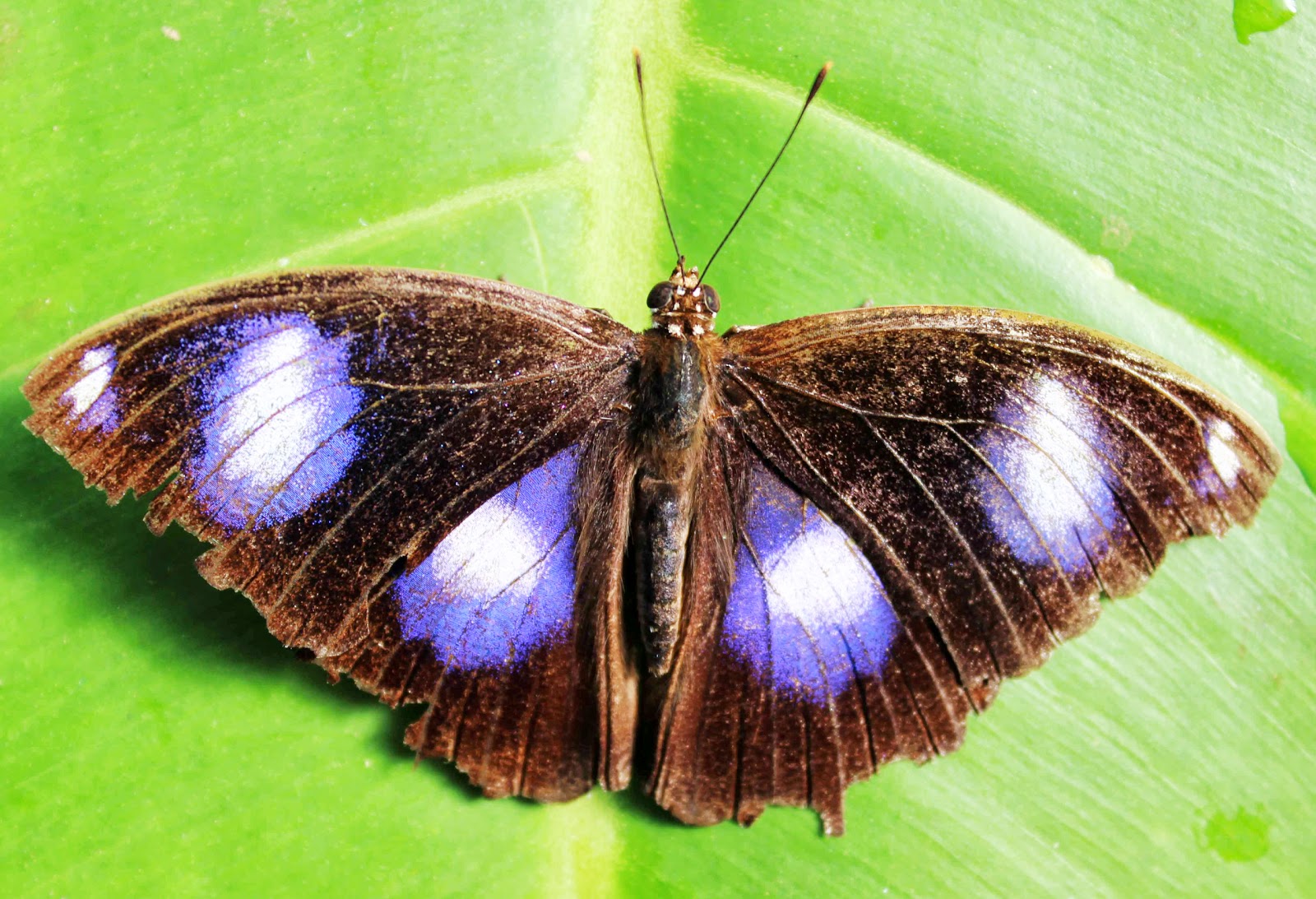 Coffs Harbour Butterfly House