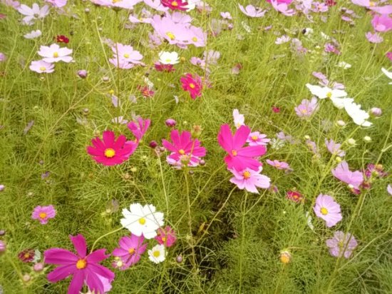 Kiyozumi Cosmos Park