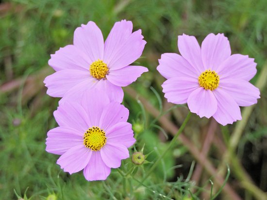 Komatsu Cosmos Park