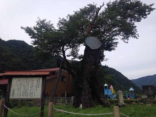 Kenshin no Sakasazakura