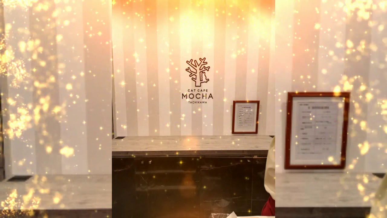 Cat Cafe Mocha Tachikawa
