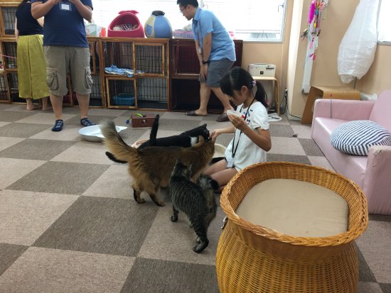 Cat Cafe Nekomimi