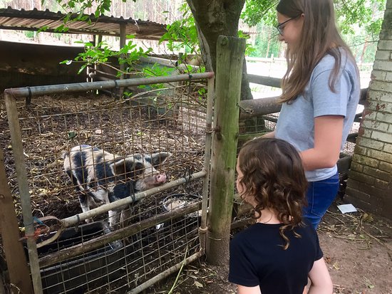 Dayspring Restaurant & Animal Farm