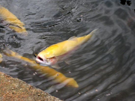 Salmon Ponds Heritage Hatchery and Gardens