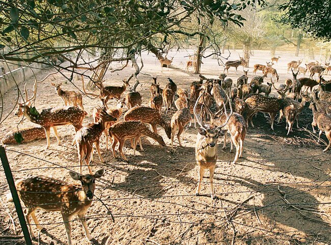 Garchumuk Deer Park