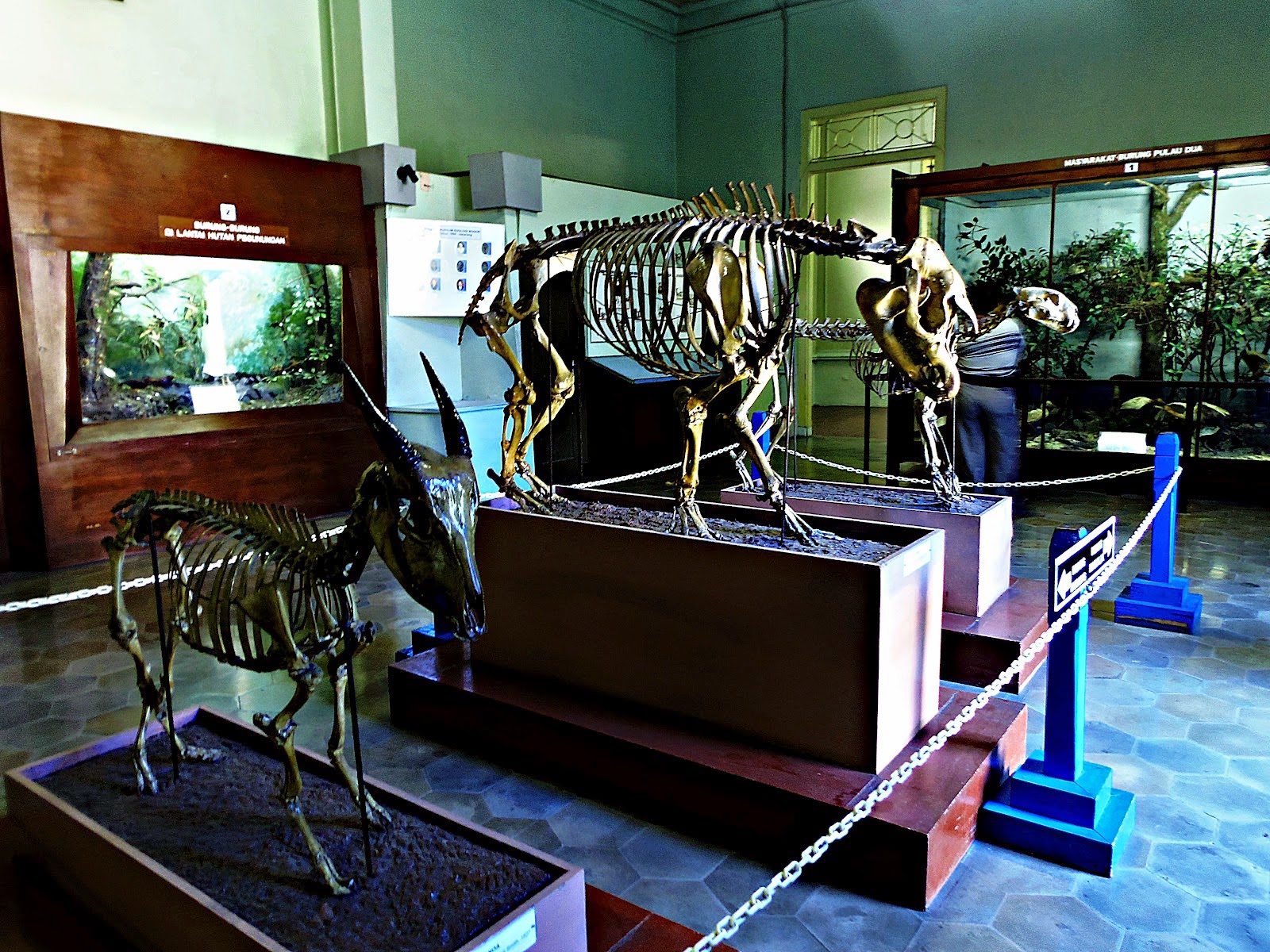 Museum Zoologi