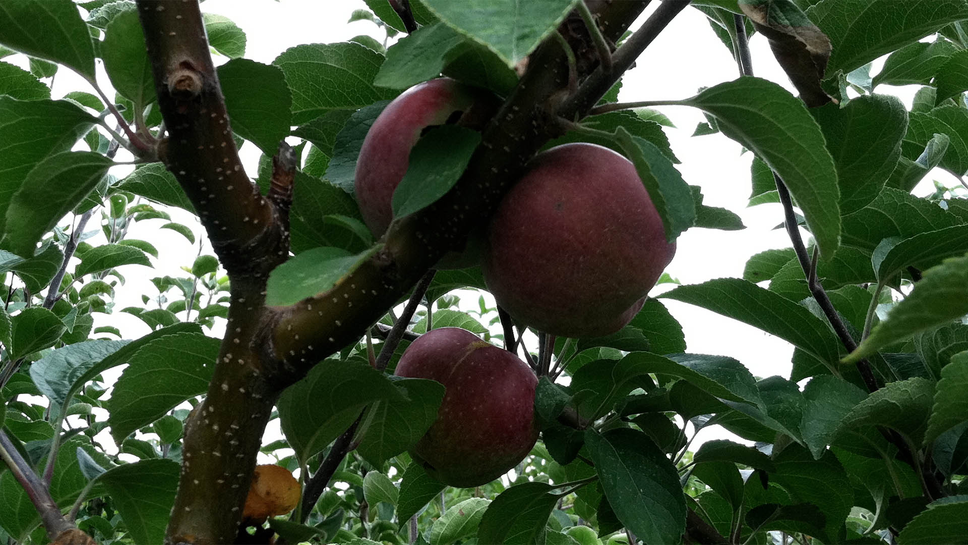 Ellsworth Hill Orchard & Berry Farm