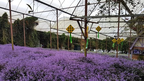 Cameron Lavender