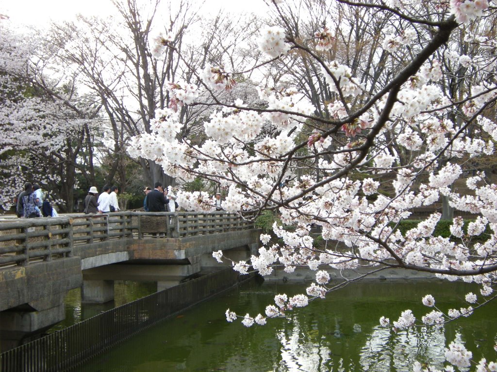 Higashirinkansakura Park