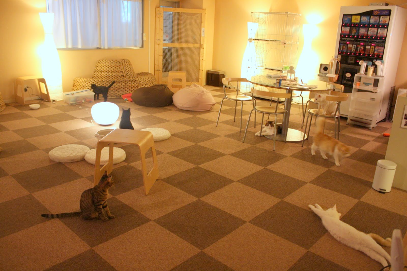 Cat Cafe Nekorobi
