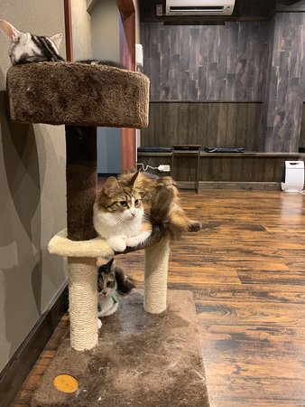 Cat Cafe Coorikuya Plus Asakusa