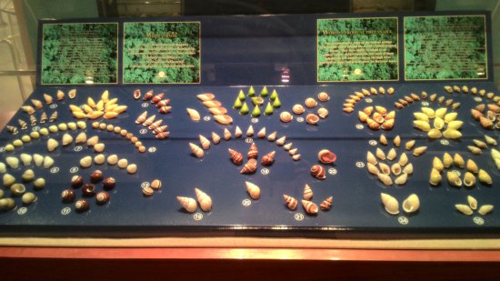 Phuket Seashell Museum