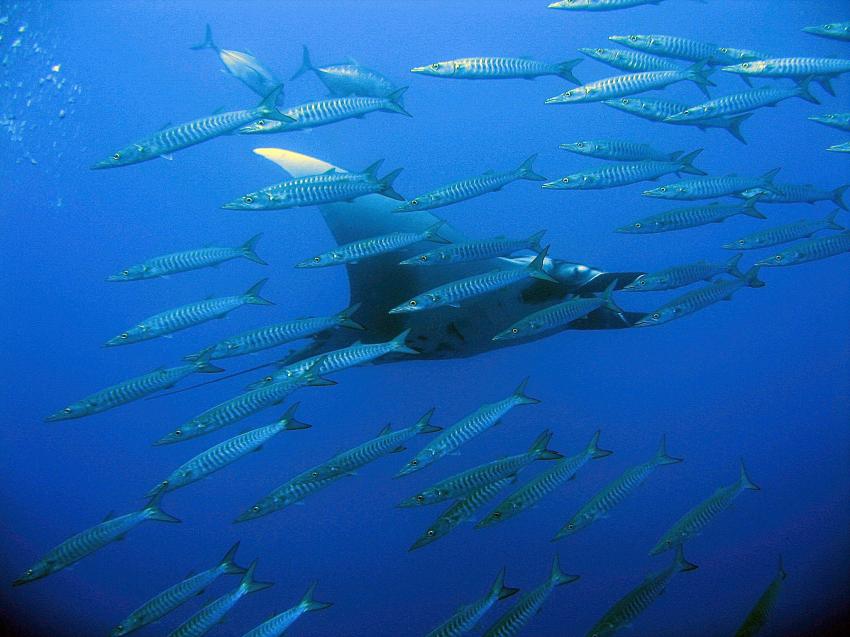 Elphinstone Reef