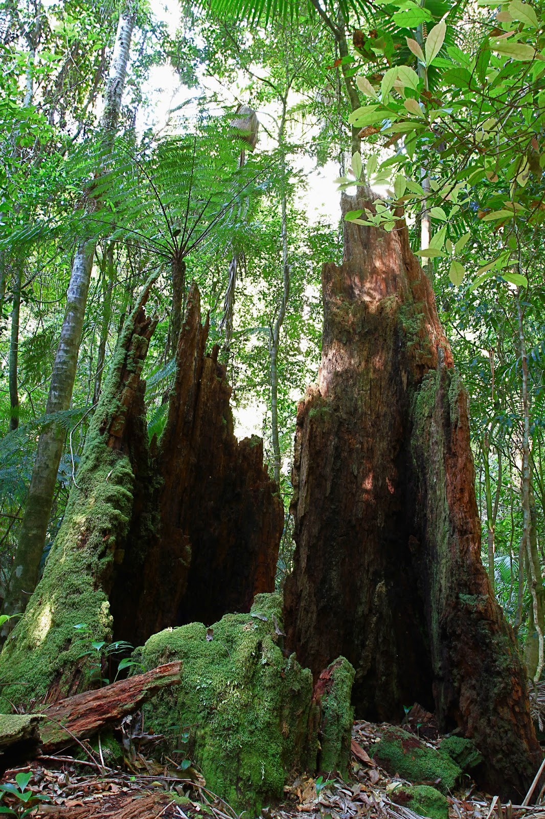 Coorabakh National Park