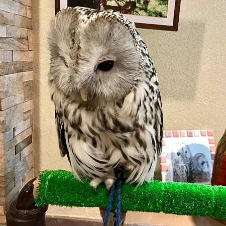 Wata Wata Owl Cafe