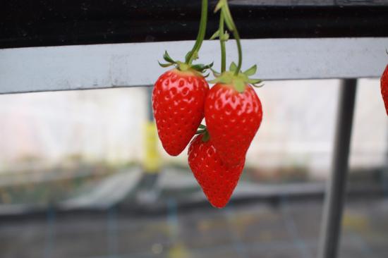 Kafuka Strawberry Farm