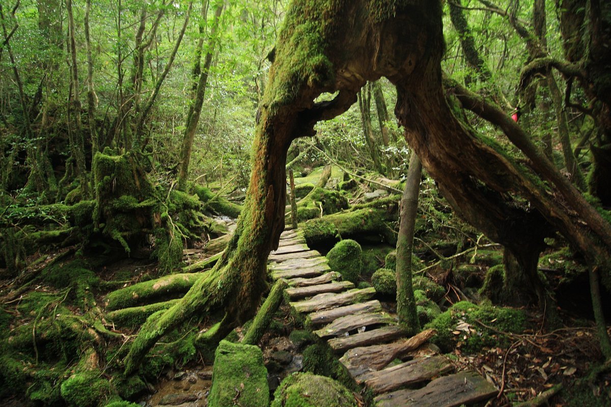 Yakushima Umigame-Kan