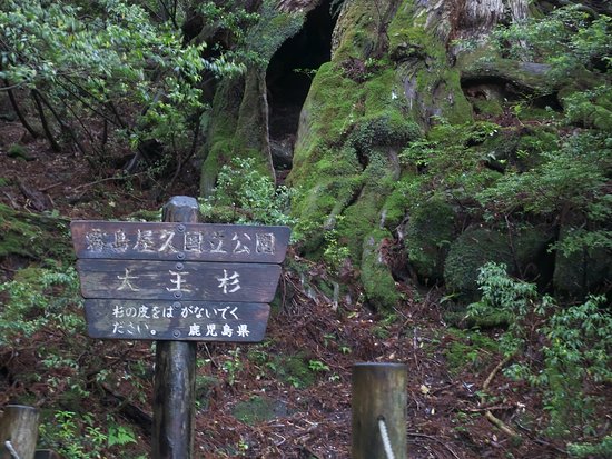Yakushimacho Ferry Taiyo