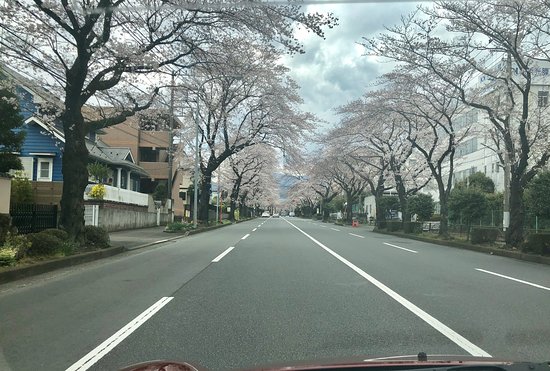 Hadano Sakura Michi