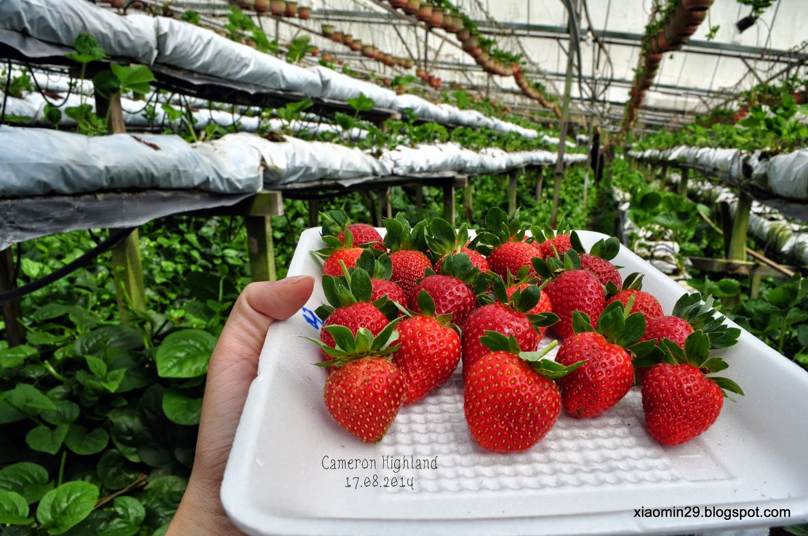 Ryukyu Strawberry Farm