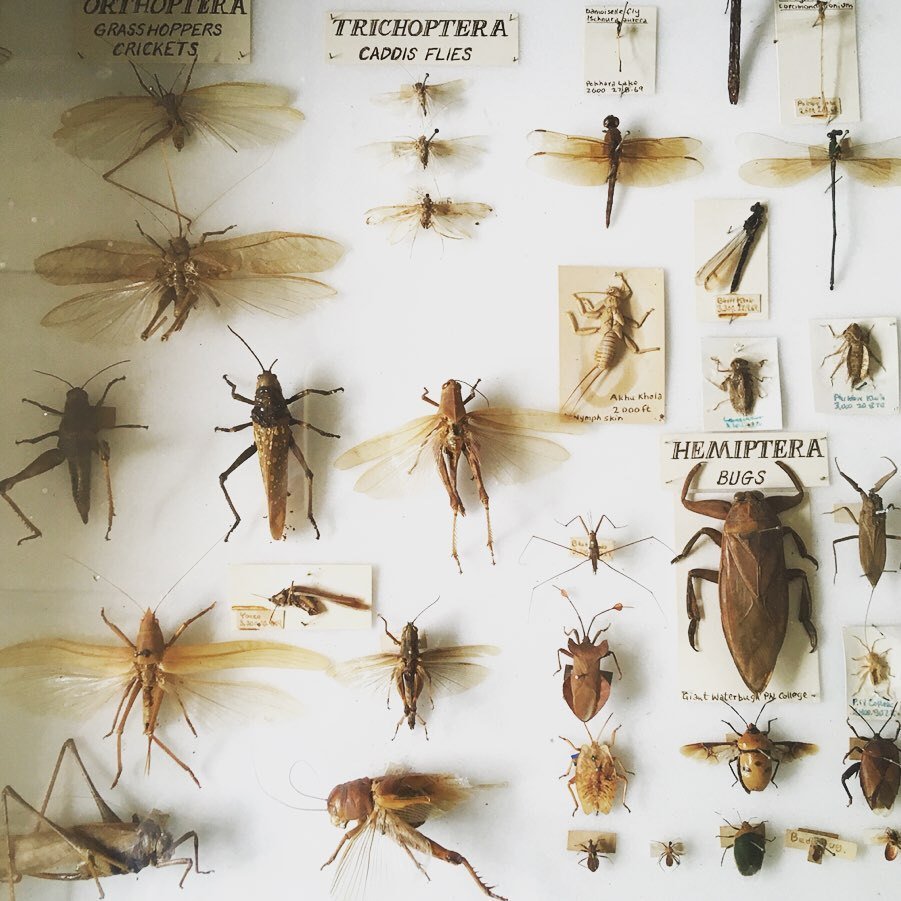 Annapurna Butterfly Museum