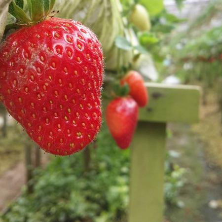 EQ Strawberry Farm