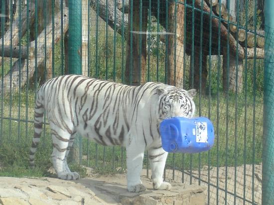 Udmurt Zoo