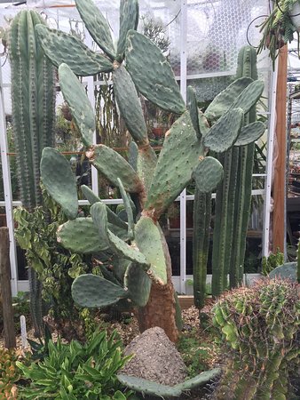 Cactus Shop