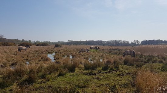Redgrave and Lopham Fen