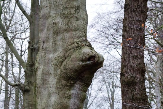 Natuurmonument Corversbos