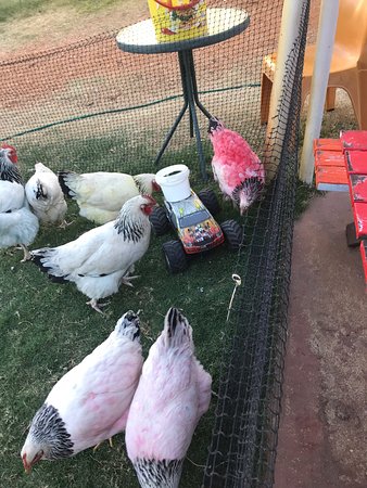 BenS Chicken Racing