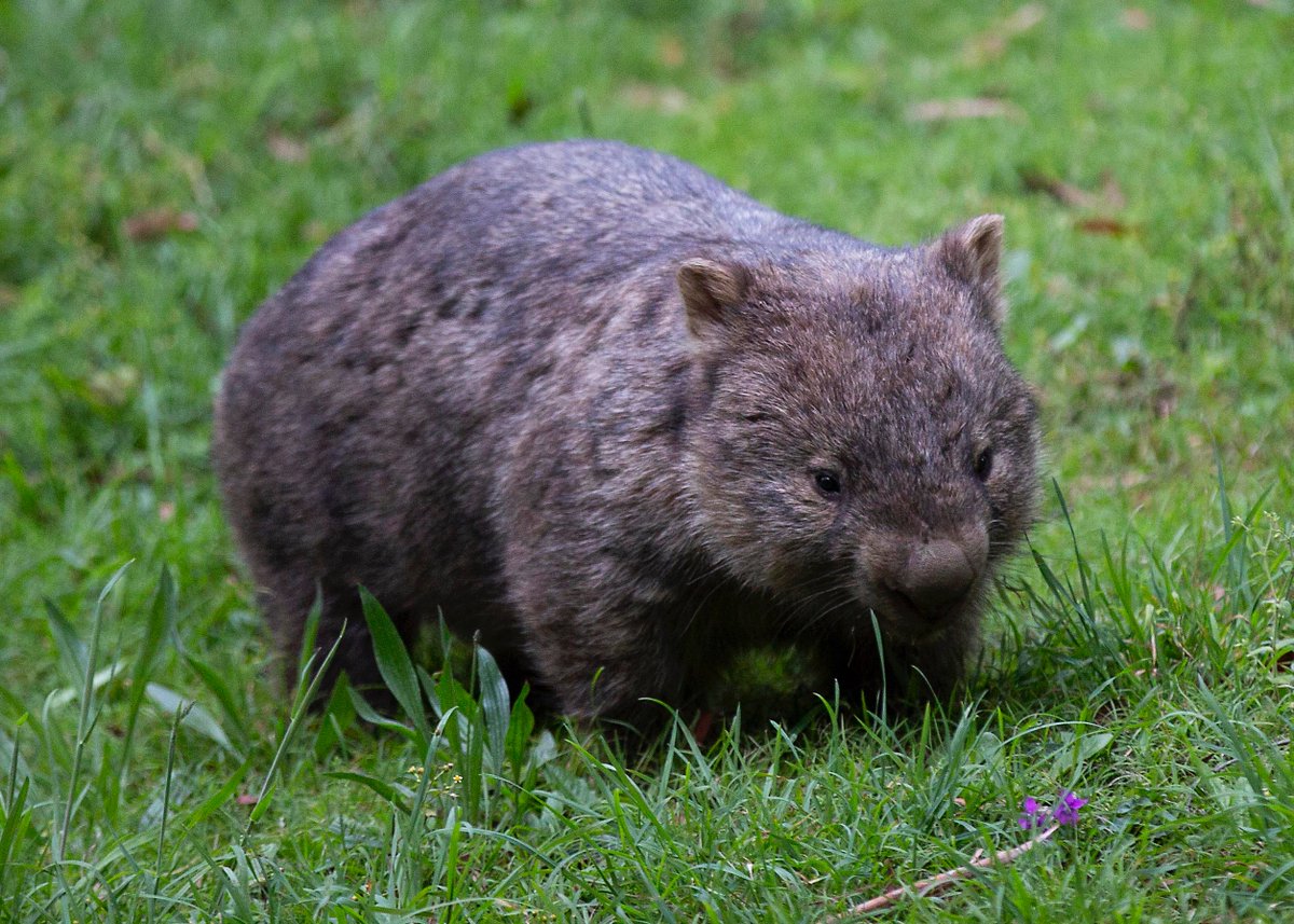 Wombat Forest Vineyard