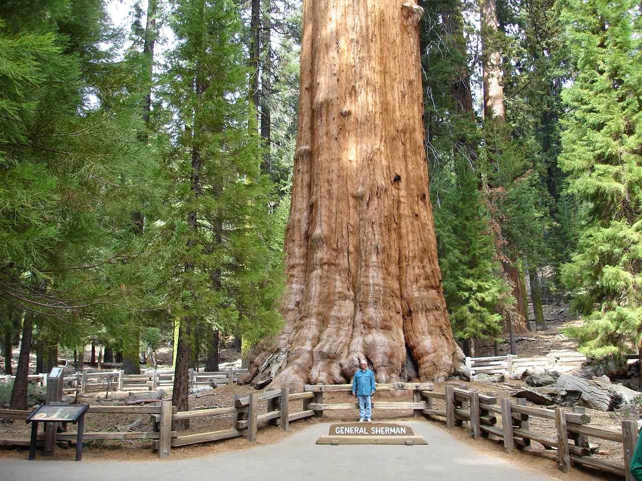 Natural Water Slides in Giant Sequoia National Monument
