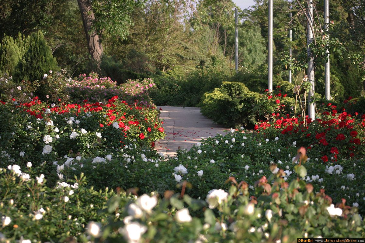 Wohl Rose Garden