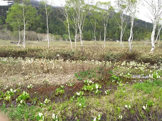 Oze Plant Research Specimen Garden