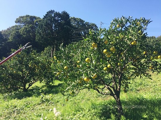 Matsumoto Farm