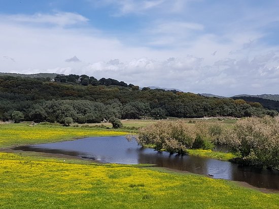 Etang de Tanchiccia