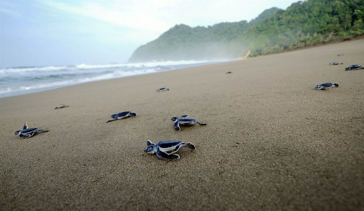 Sukamade Beach