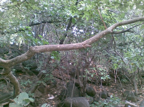 Sarkhadiya Hanuman Temple