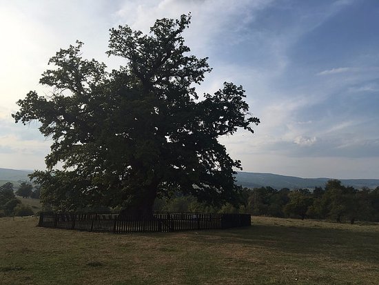 900-year-old Oak Tree