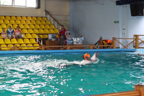 Dolphinarium Kolizey