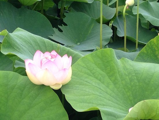Karako Marsh Park Lotus Pond
