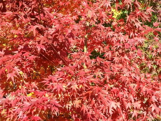 Fukusada no Oicho (Big Maidenhair Tree)