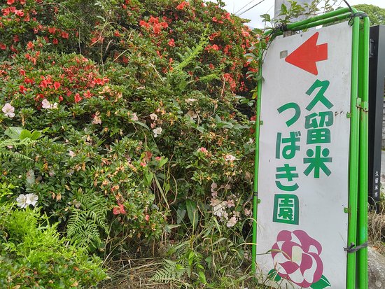 Kurume World Camellia Museum