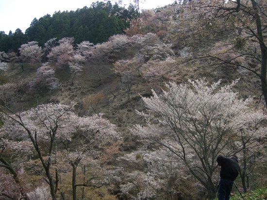 Mt. Yoshino
